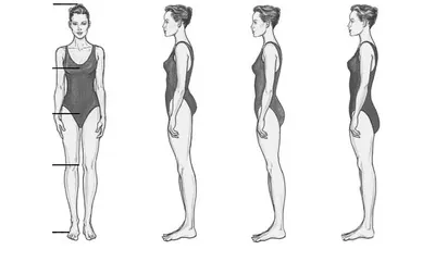 different body proportions